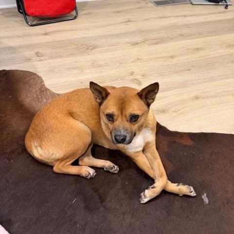 Enlarge Brawn, a Adoptable mixed breed in Northbrook, IL image 4/6