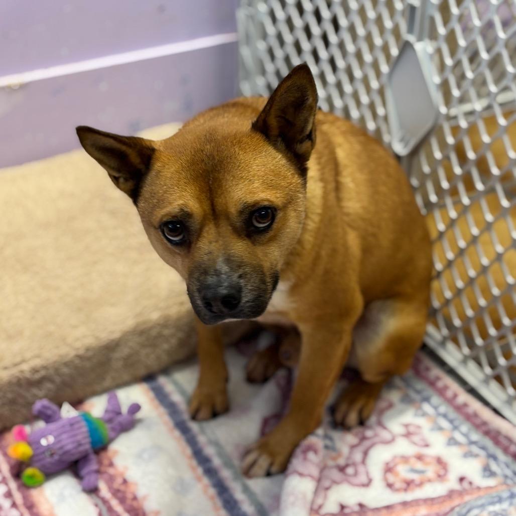 Enlarge Brawn, a Adoptable mixed breed in Northbrook, IL image 5/6