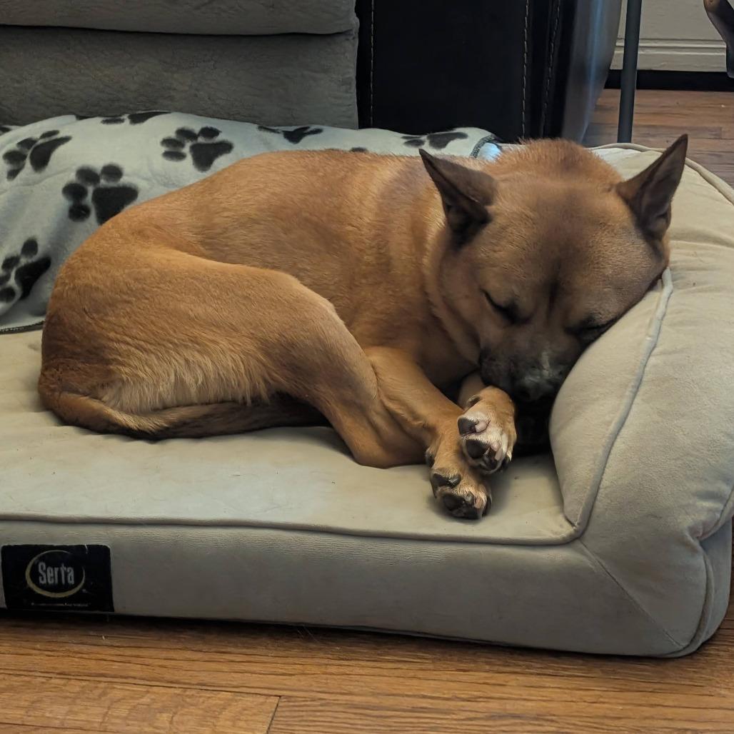 Enlarge Brawn, a Adoptable mixed breed in Northbrook, IL image 5/6