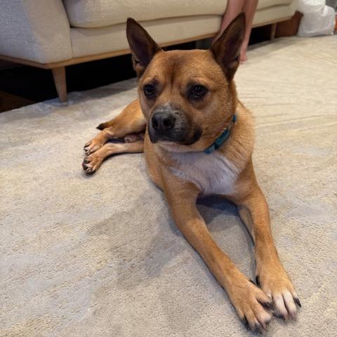 Enlarge Brawn, a Adoptable mixed breed in Northbrook, IL image 6/6