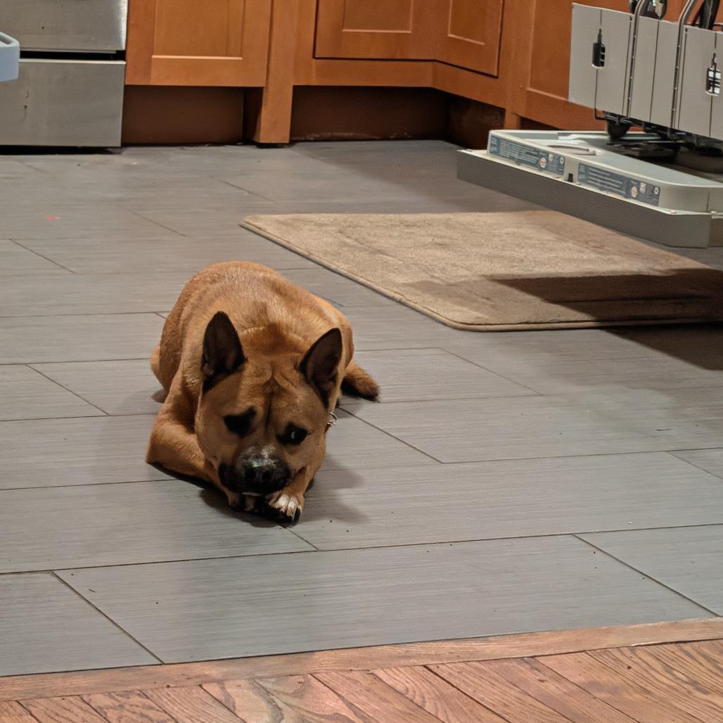 Enlarge Brawn, a Adoptable mixed breed in Northbrook, IL image 6/6