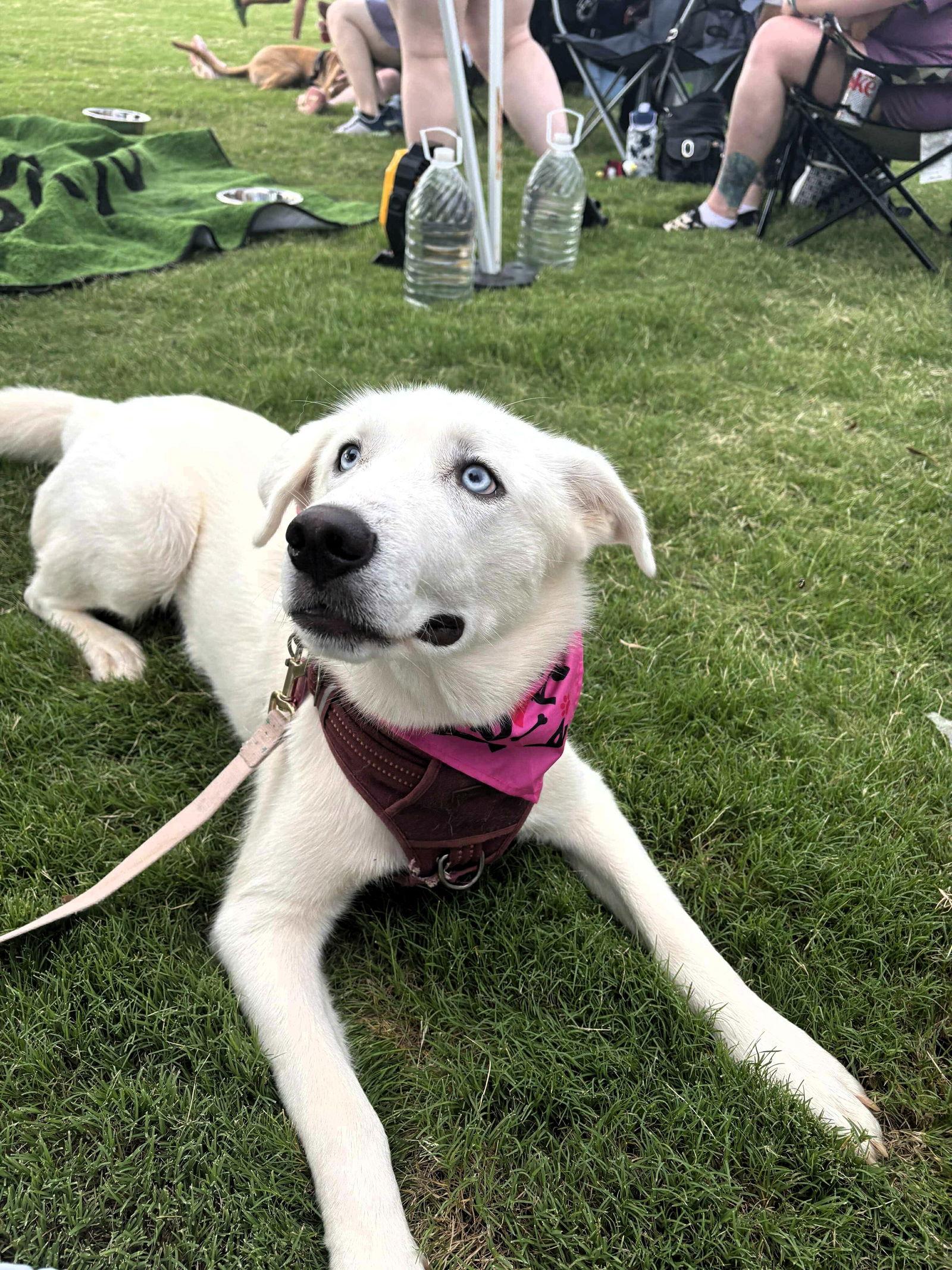 Enlarge Elsa, a Adopted Siberian Husky in Auburn, GA image 2/3