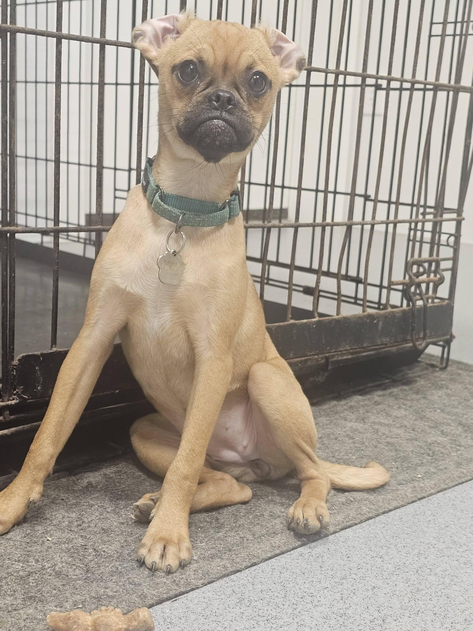 Beetle, a ADOPTABLE mixed breed in Grafton, OH image 3/3