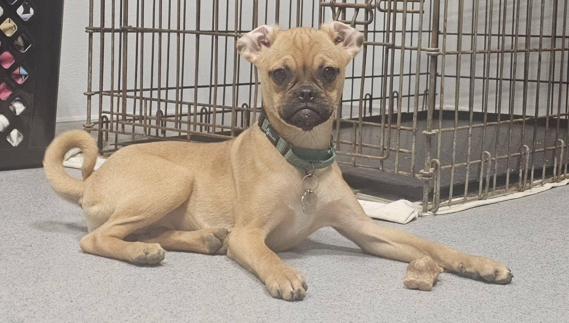 Beetle, a ADOPTABLE mixed breed in Grafton, OH image 1/3