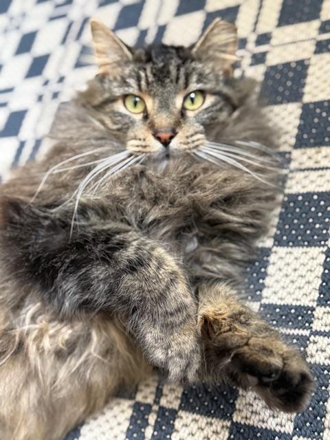 Bon Jovi, a Adoptable Domestic Long Hair in Columbus, OH image 4/6