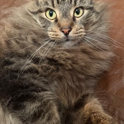Bon Jovi, Adoptable, Adult Male Domestic Long Hair.