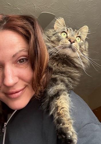 Bon Jovi, a Adoptable Domestic Long Hair in Columbus, OH image 2/6