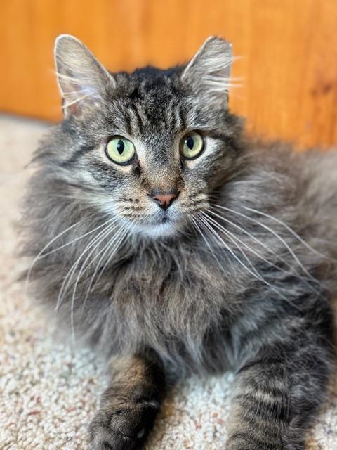 Bon Jovi, a Adoptable Domestic Long Hair in Columbus, OH image 3/6