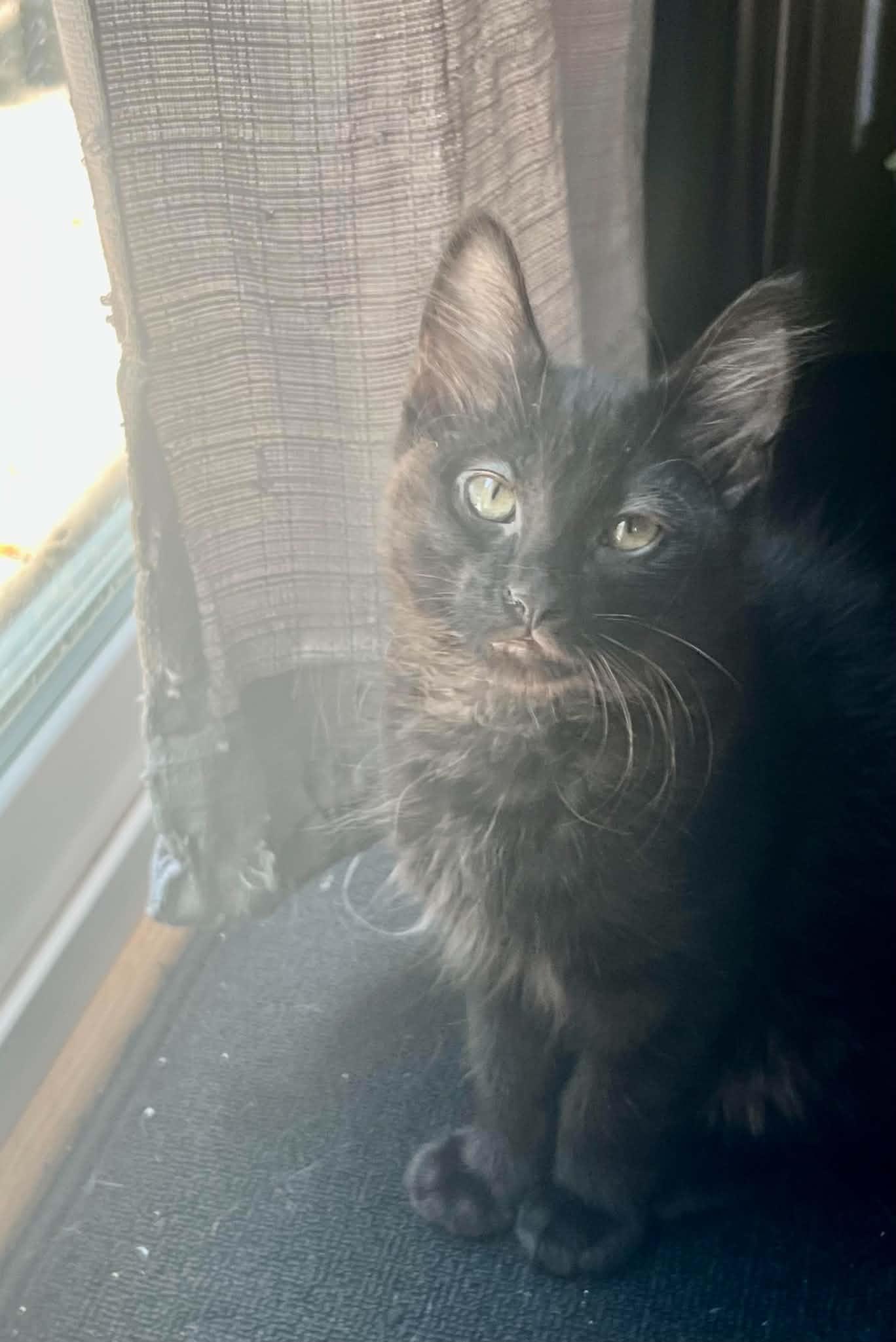 Enlarge Angel, an adopted Domestic Medium Hair in Lawrenceville, GA image 1/2