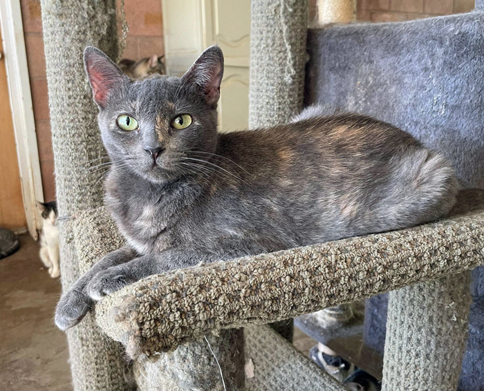 Angel, a Adoptable mixed breed in Palo Cedro, CA image 1/2