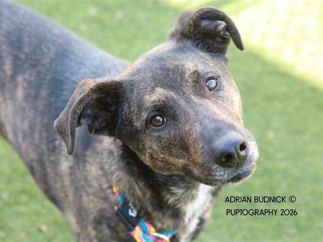 Sandy, ADOPTABLE, Adult Female Mixed Breed.