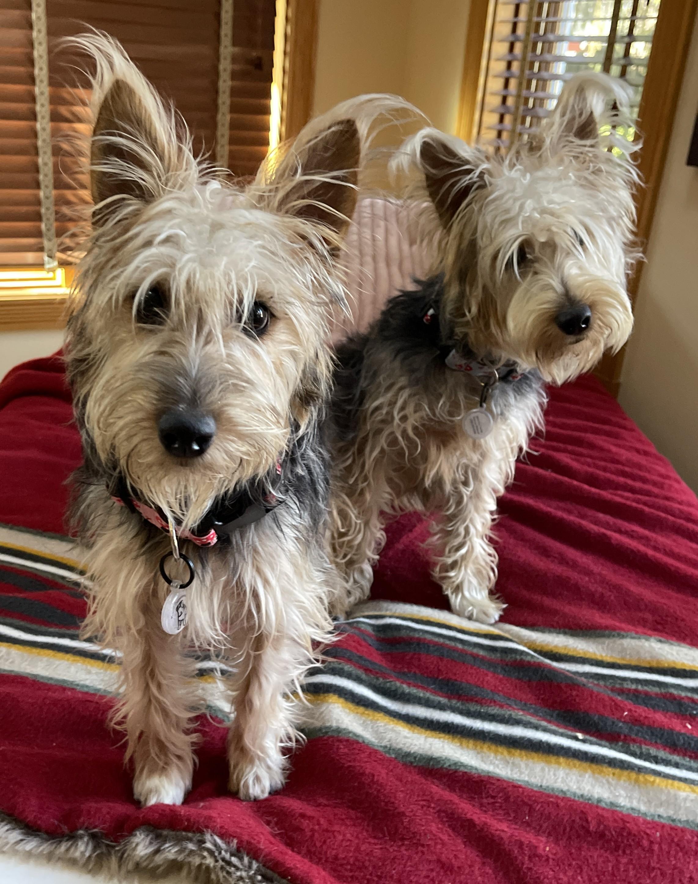 Enlarge HUMPHREY BOGART, a ADOPTABLE mixed breed in Mokena, IL image 6/6