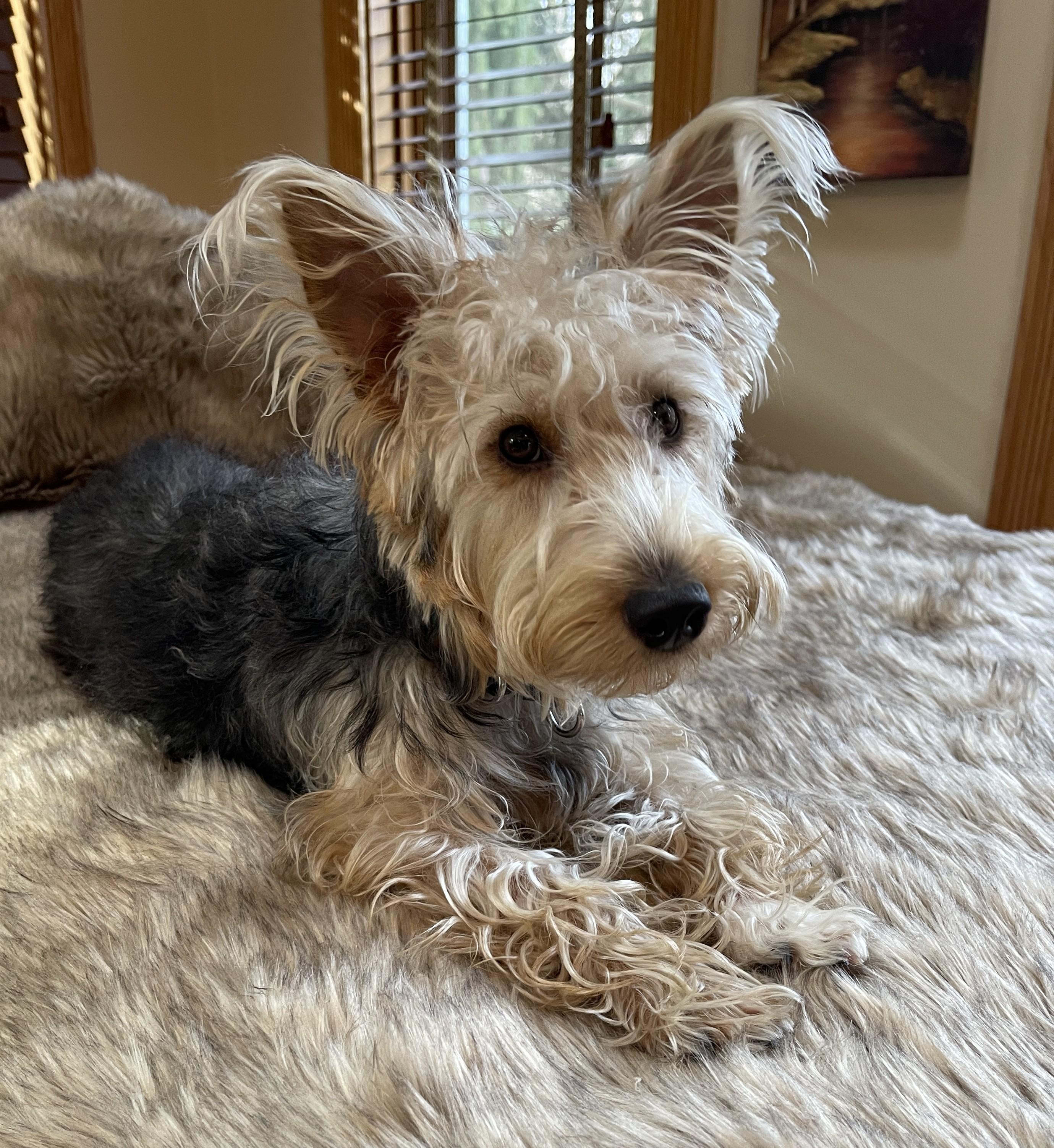 Enlarge HUMPHREY BOGART, a ADOPTABLE mixed breed in Mokena, IL image 2/6