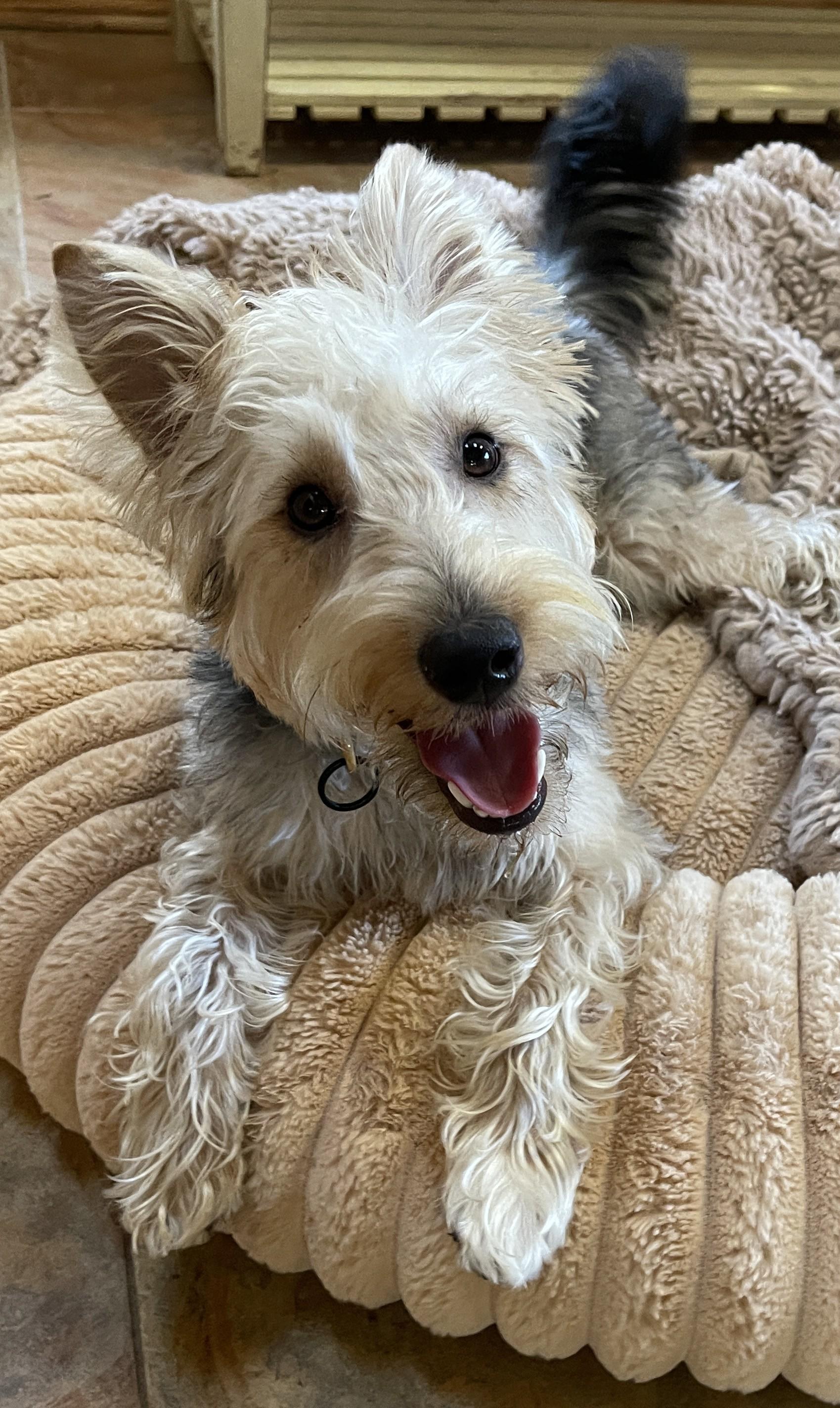 Enlarge HUMPHREY BOGART, a ADOPTABLE mixed breed in Mokena, IL image 2/6