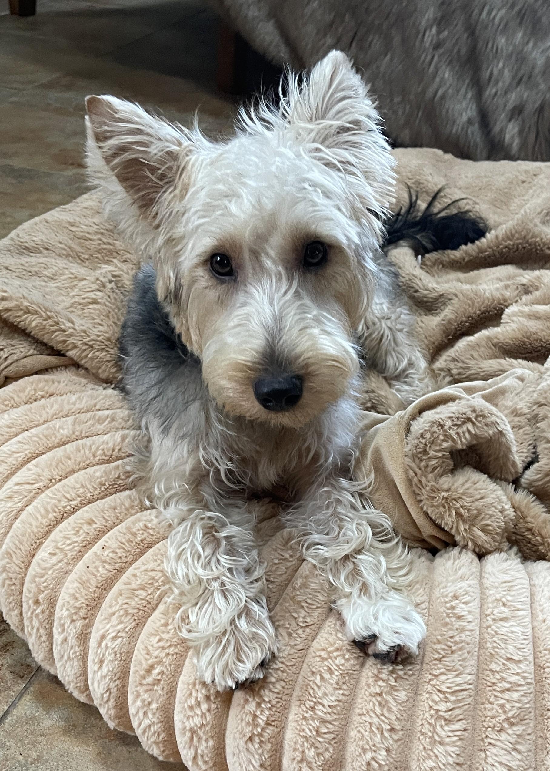 Enlarge HUMPHREY BOGART, a ADOPTABLE mixed breed in Mokena, IL image 6/6