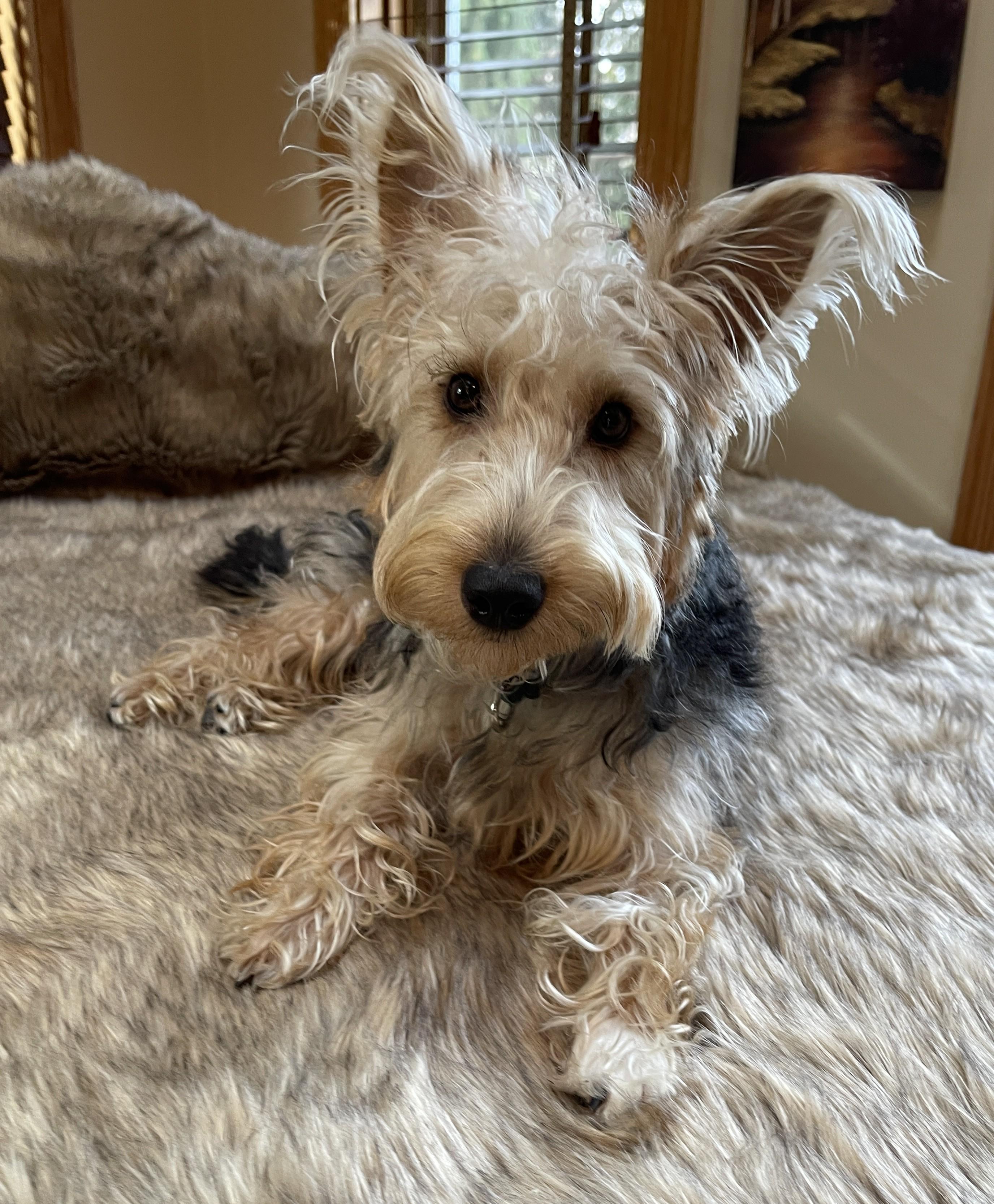 Enlarge HUMPHREY BOGART, a ADOPTABLE mixed breed in Mokena, IL image 3/6