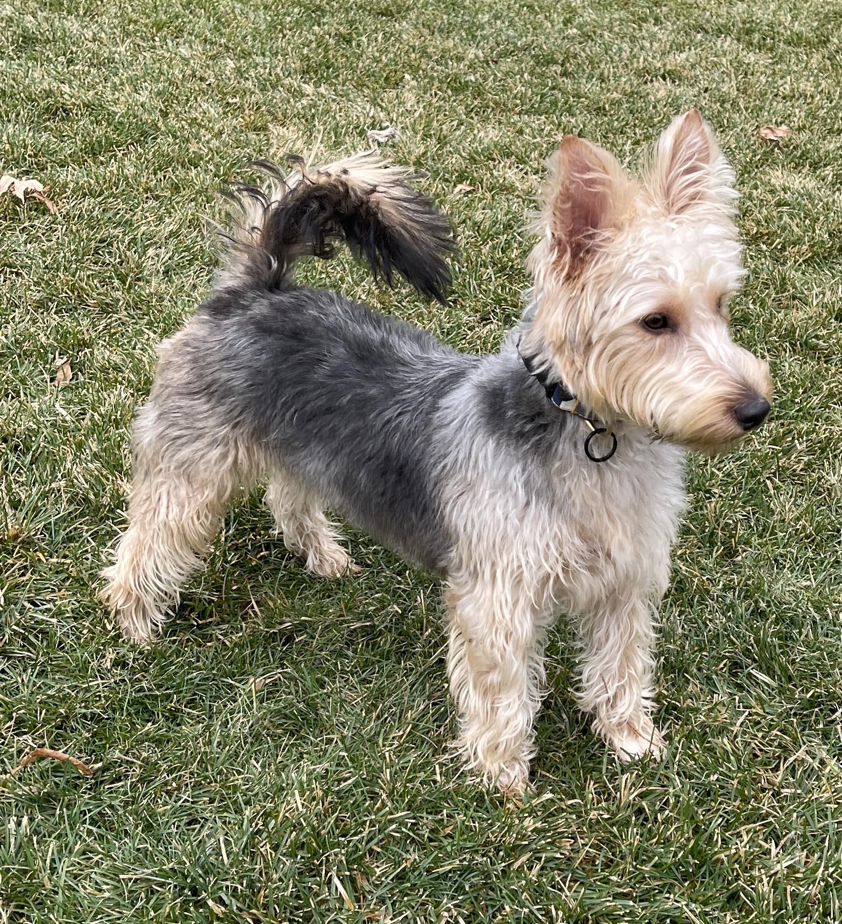 Enlarge HUMPHREY BOGART, a ADOPTABLE mixed breed in Mokena, IL image 4/6