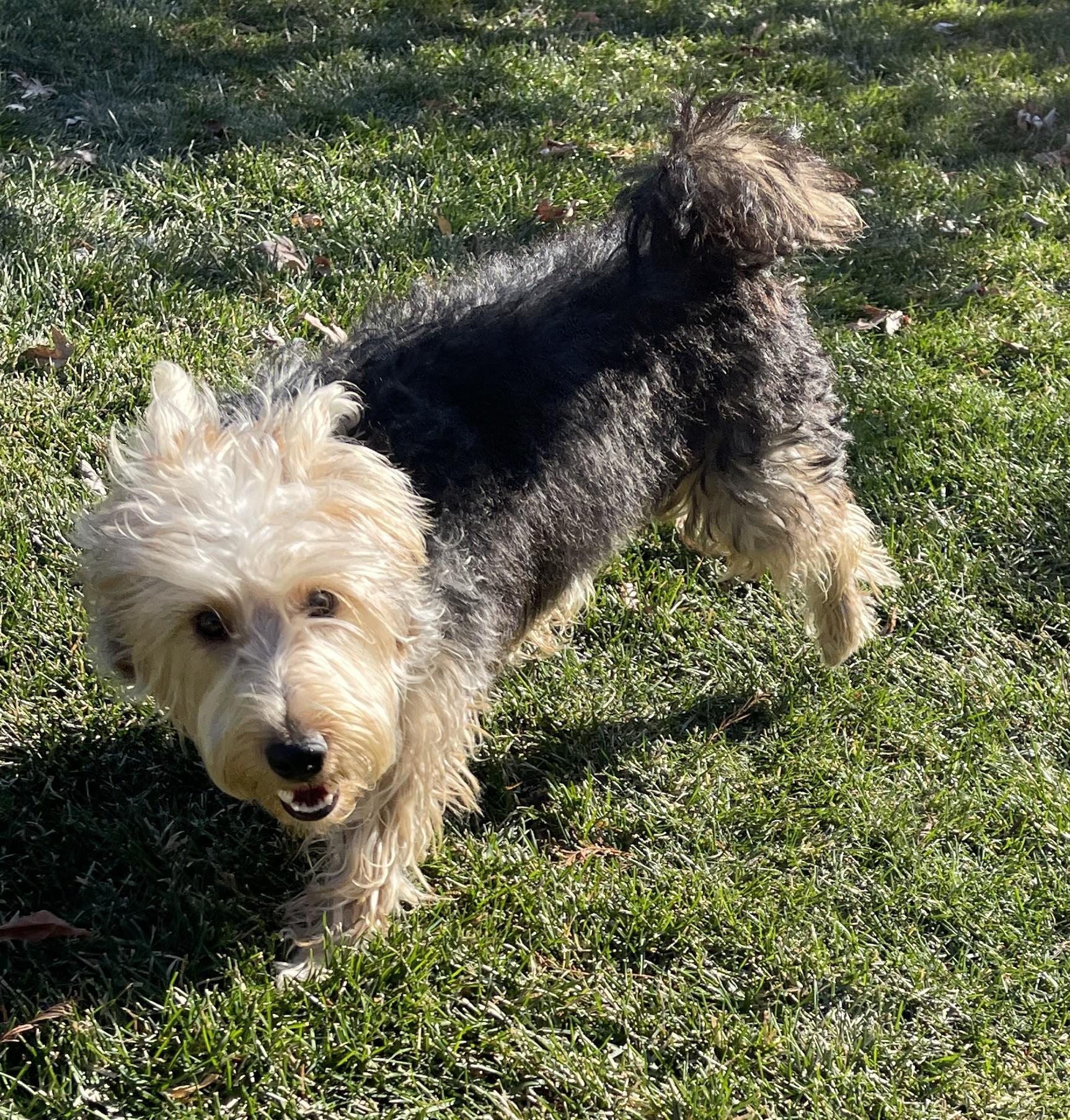 Enlarge HUMPHREY BOGART, a ADOPTABLE mixed breed in Mokena, IL image 5/6