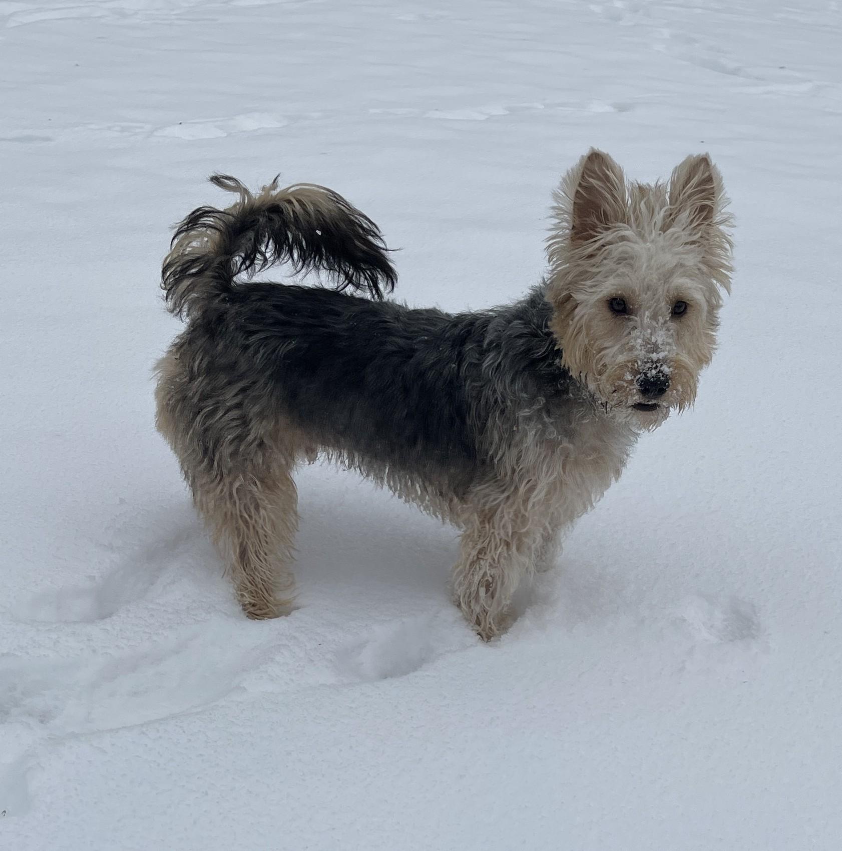 HUMPHREY BOGART, an adopted mixed breed in Mokena, IL image 6/6