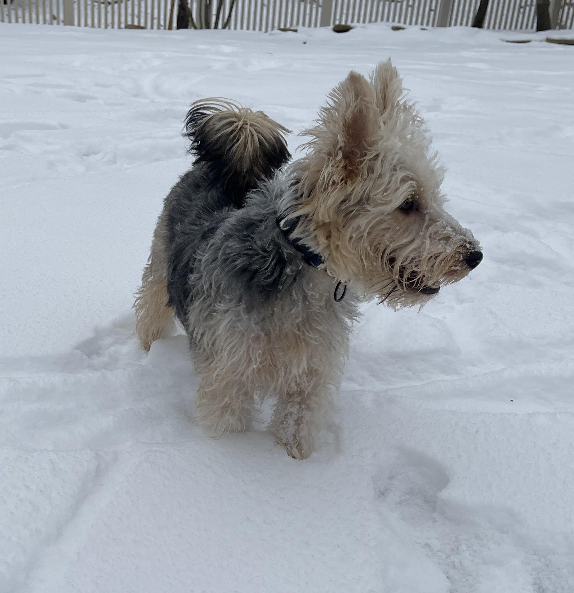 HUMPHREY BOGART, an adopted mixed breed in Mokena, IL image 2/6