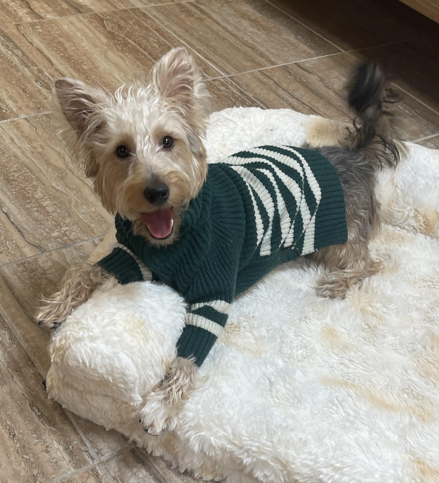 HUMPHREY BOGART, an adopted mixed breed in Mokena, IL image 1/6