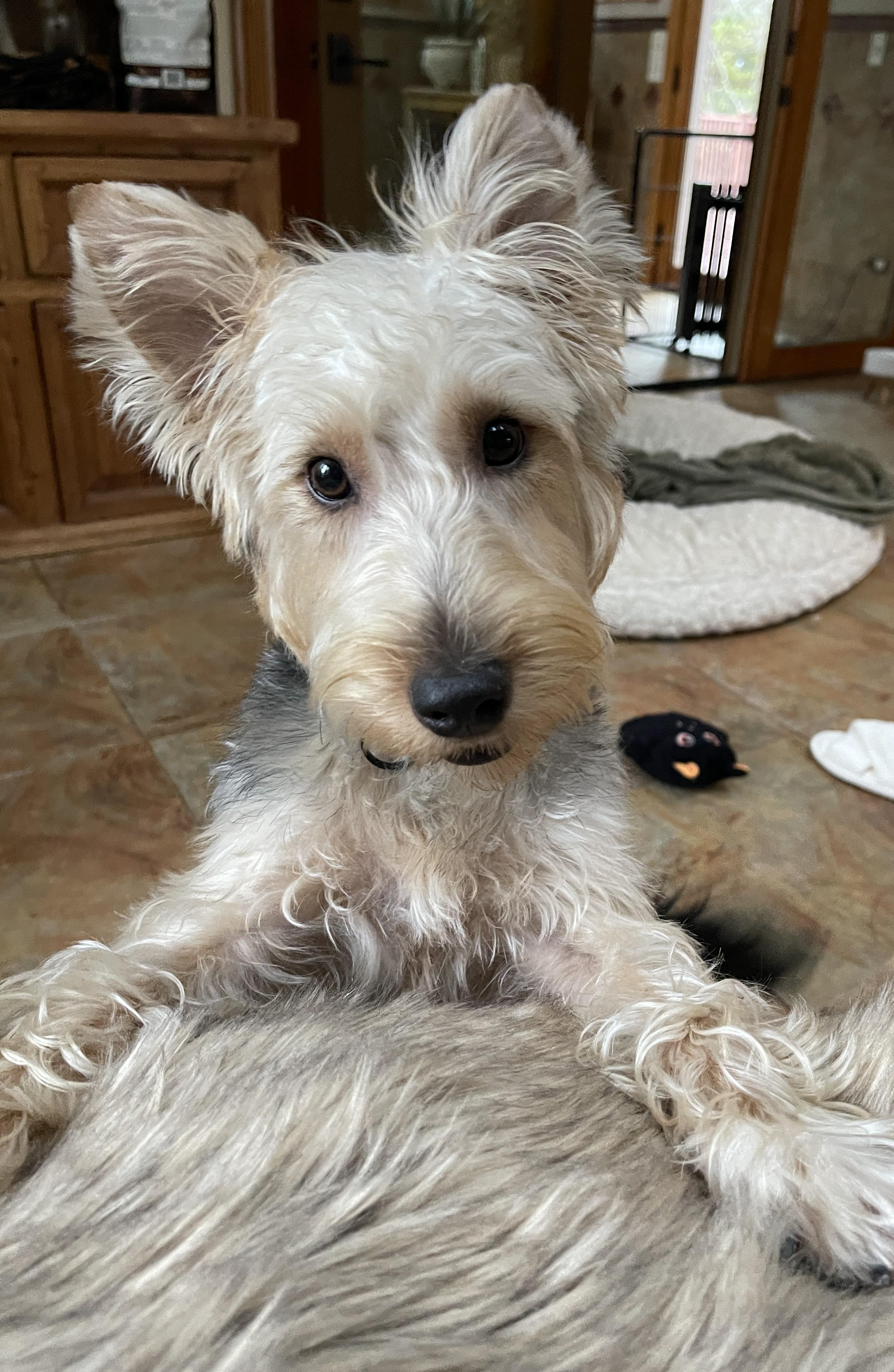 Enlarge HUMPHREY BOGART, a ADOPTABLE mixed breed in Mokena, IL image 1/6