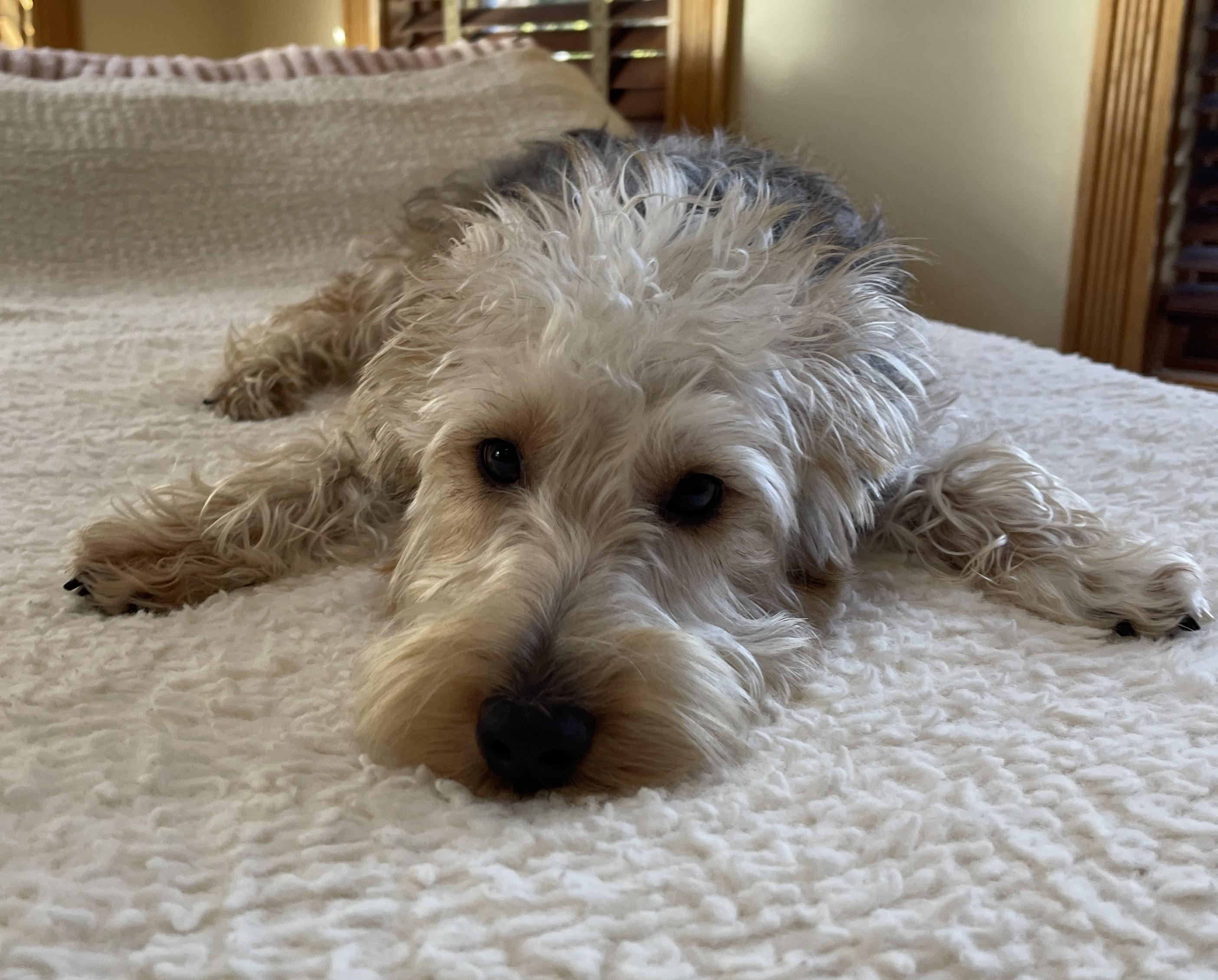 HUMPHREY BOGART, an adopted mixed breed in Mokena, IL image 4/6