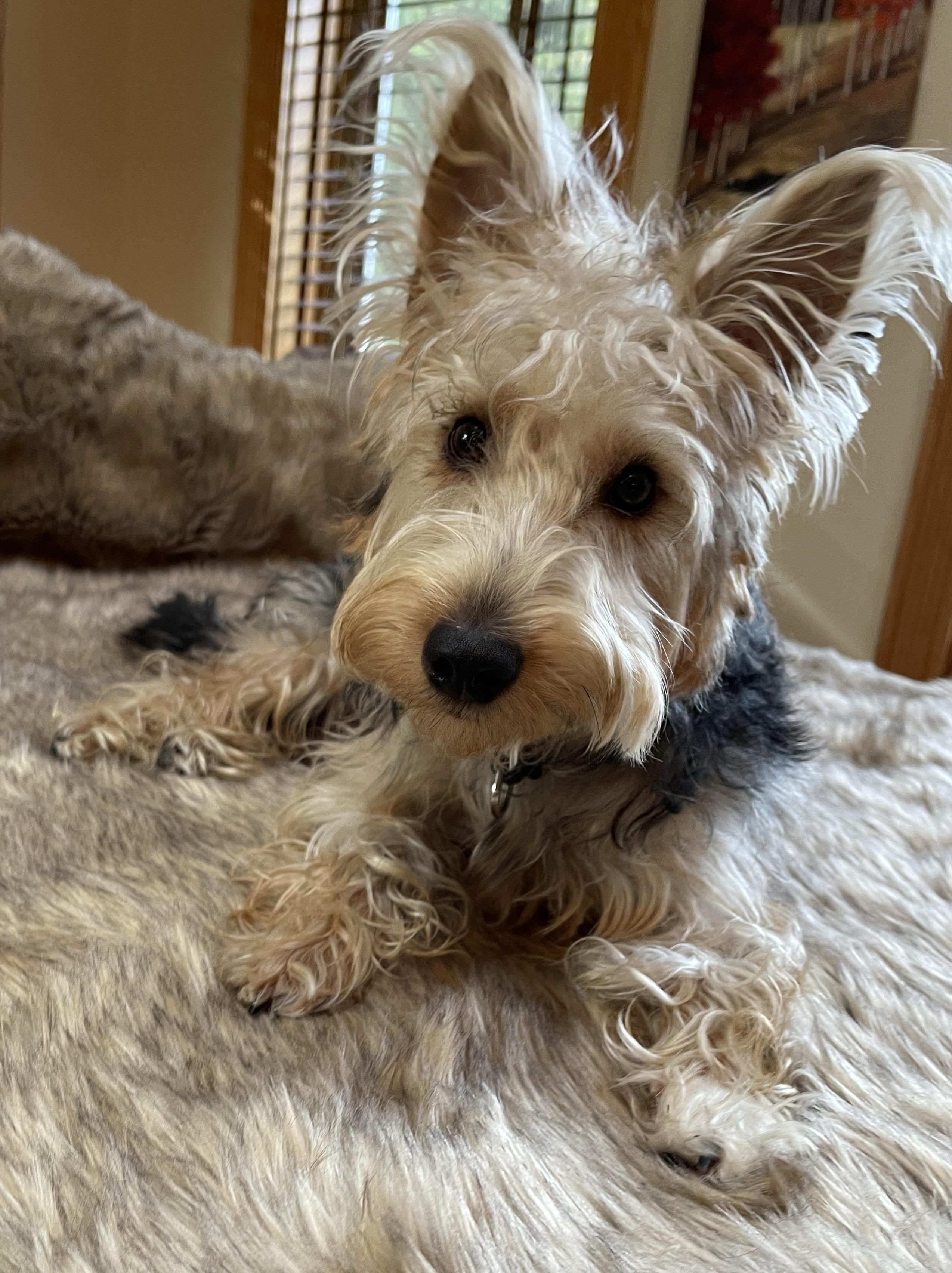 HUMPHREY BOGART, ADOPTABLE, Young Male Wire Fox Terrier & Silky Terrier.