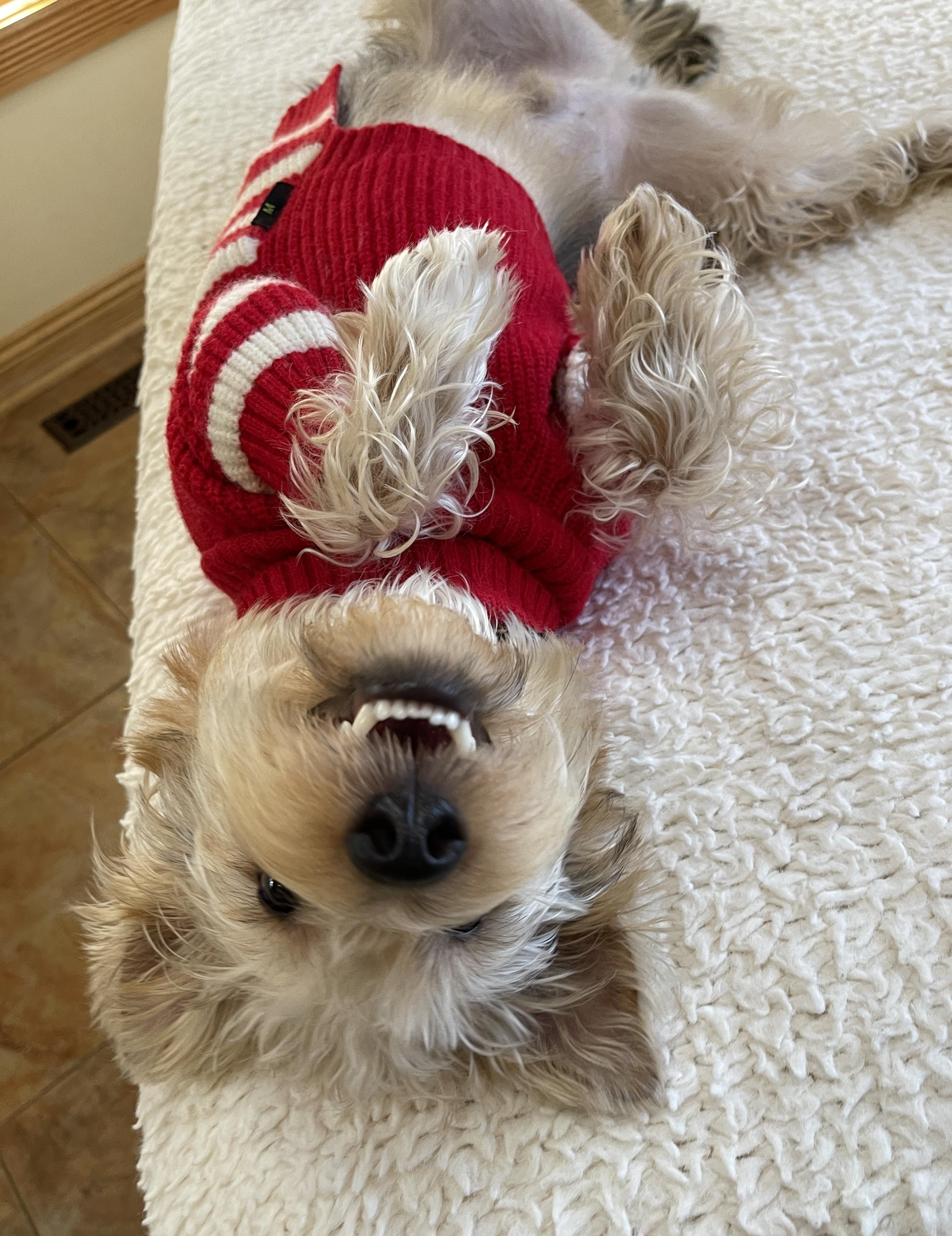 HUMPHREY BOGART, an adopted mixed breed in Mokena, IL image 3/6