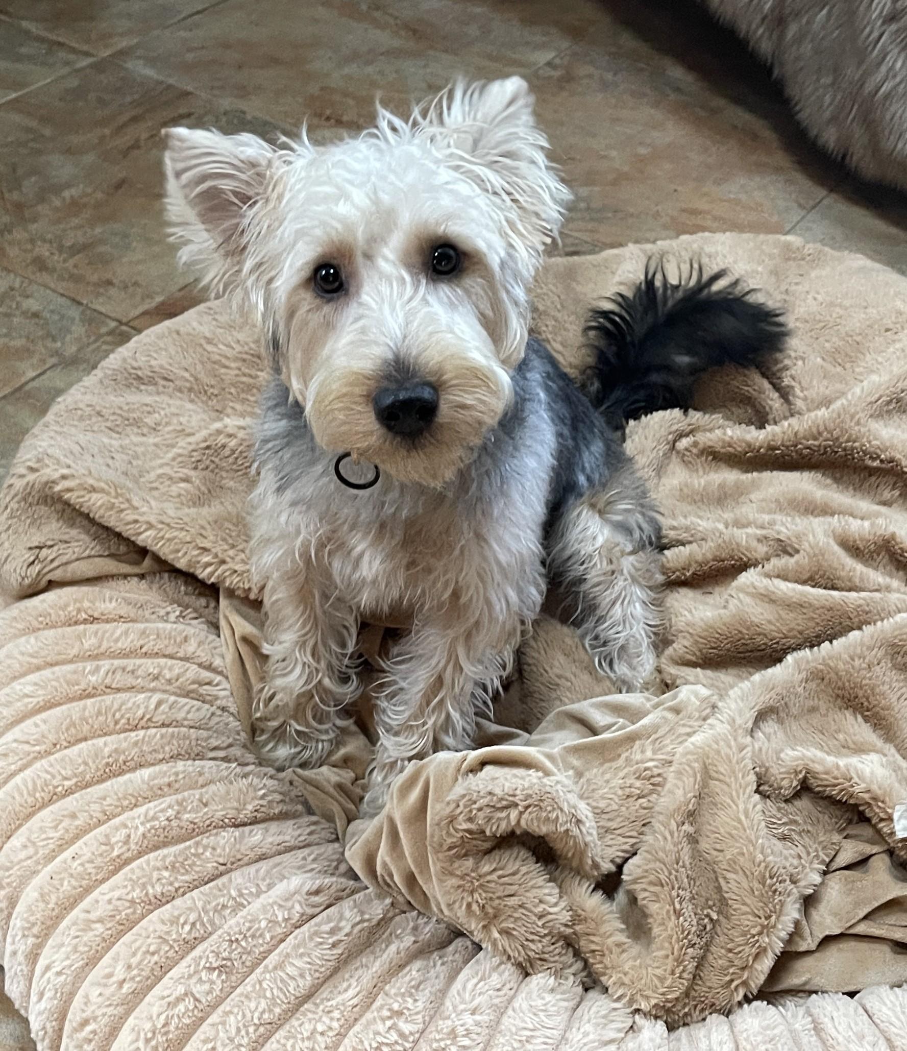 Enlarge HUMPHREY BOGART, a ADOPTABLE mixed breed in Mokena, IL image 3/6