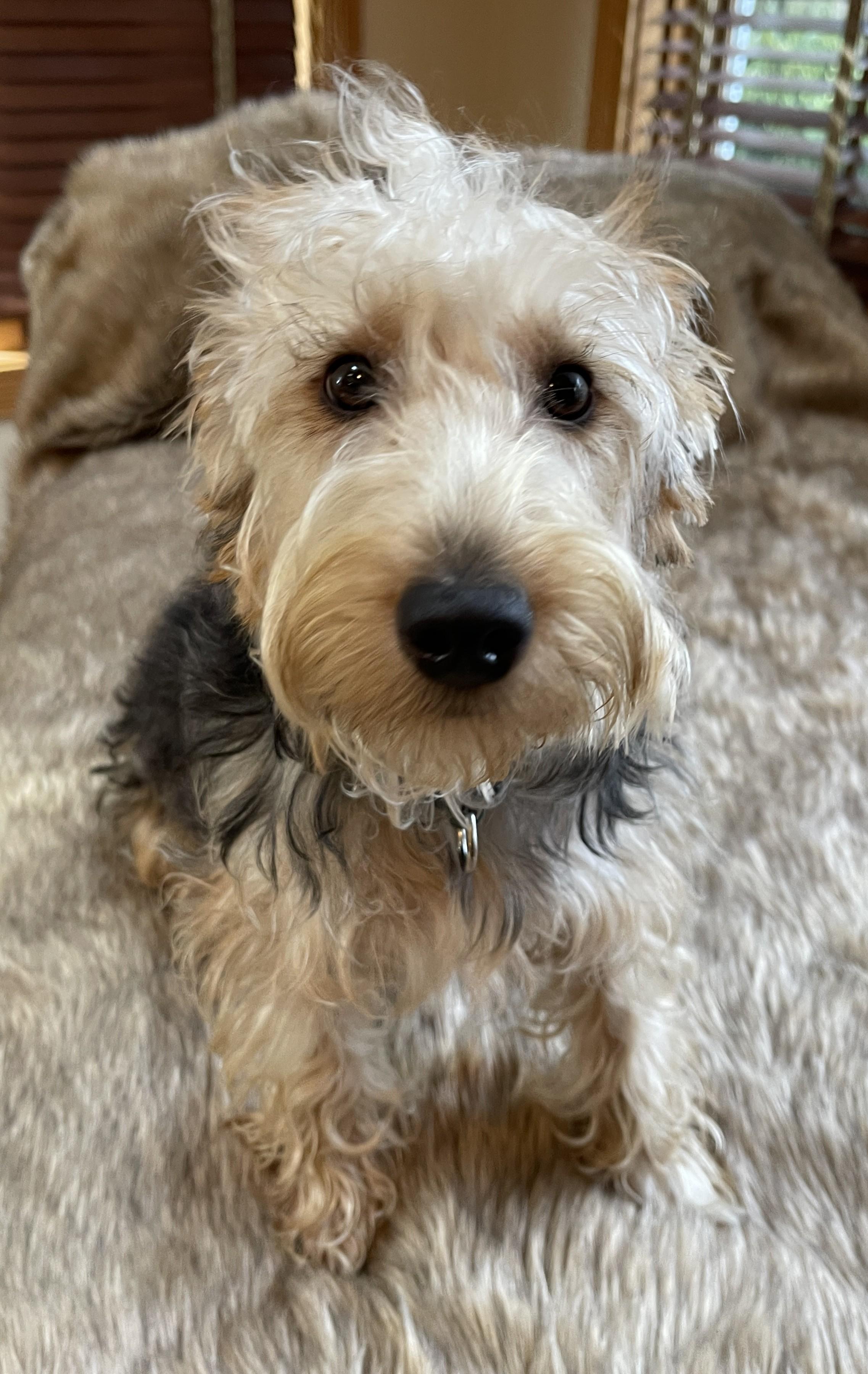 Enlarge HUMPHREY BOGART, a ADOPTABLE mixed breed in Mokena, IL image 4/6