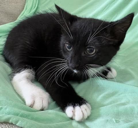 Bootsie, a Adoptable Domestic Short Hair in Calera, AL image 4/4