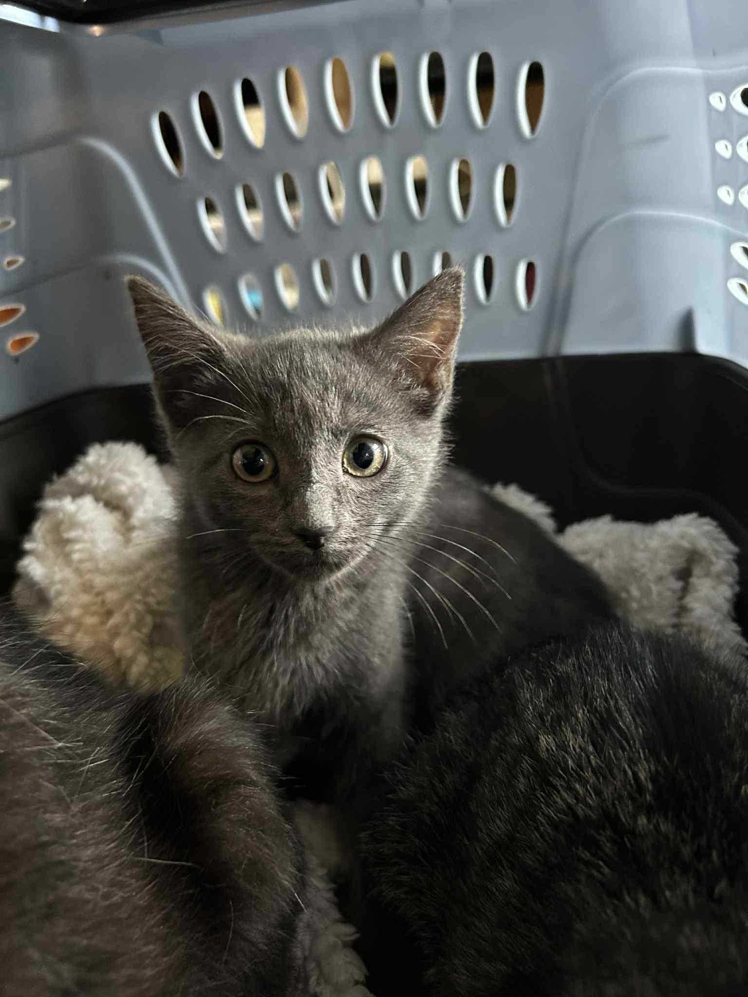 Bluebell, an adoptable Domestic Short Hair in Fredericton, NB, E3B 1K8 | Photo Image 4