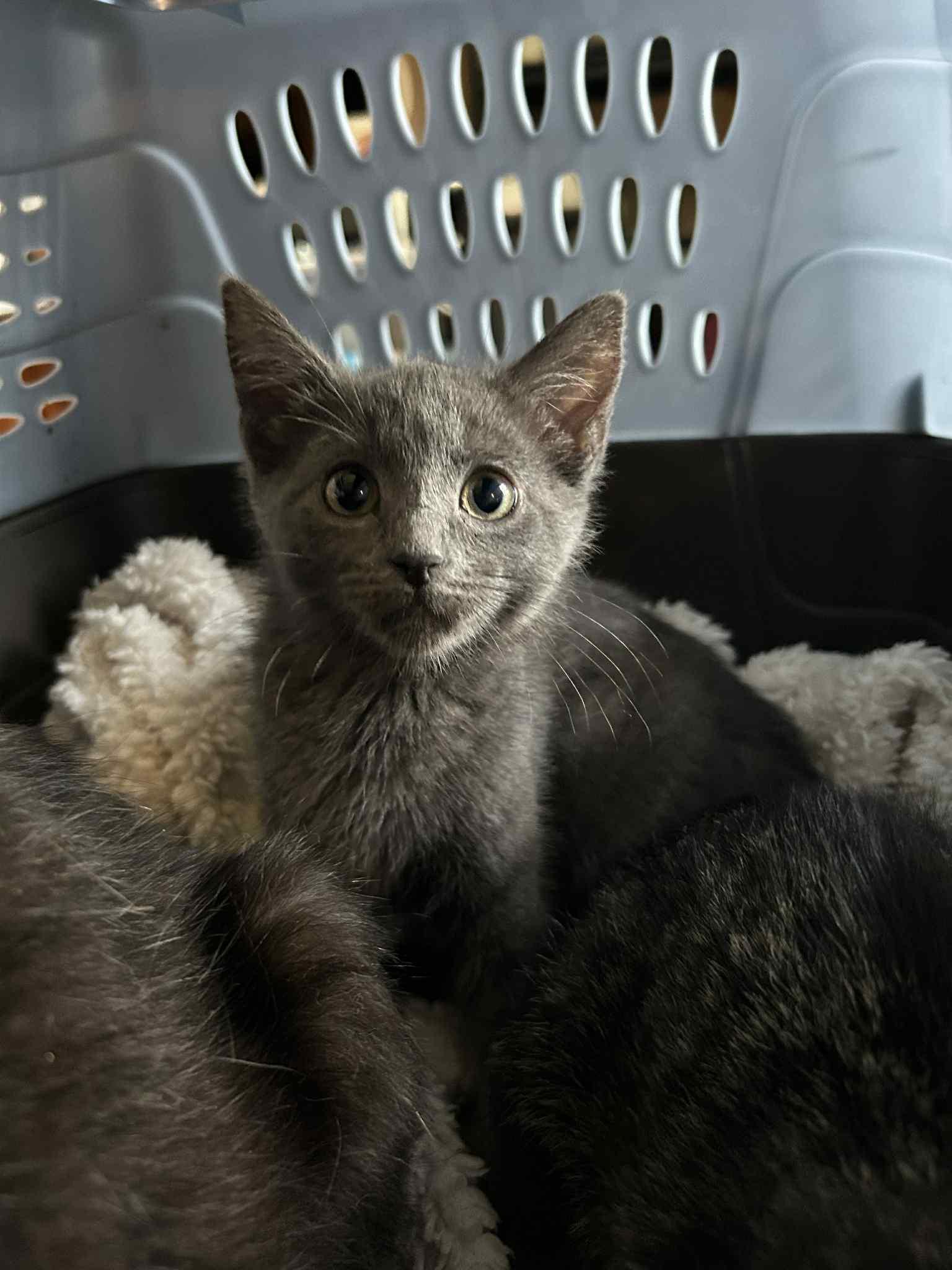 Bluebell, an adoptable Domestic Short Hair in Fredericton, NB, E3B 1K8 | Photo Image 2