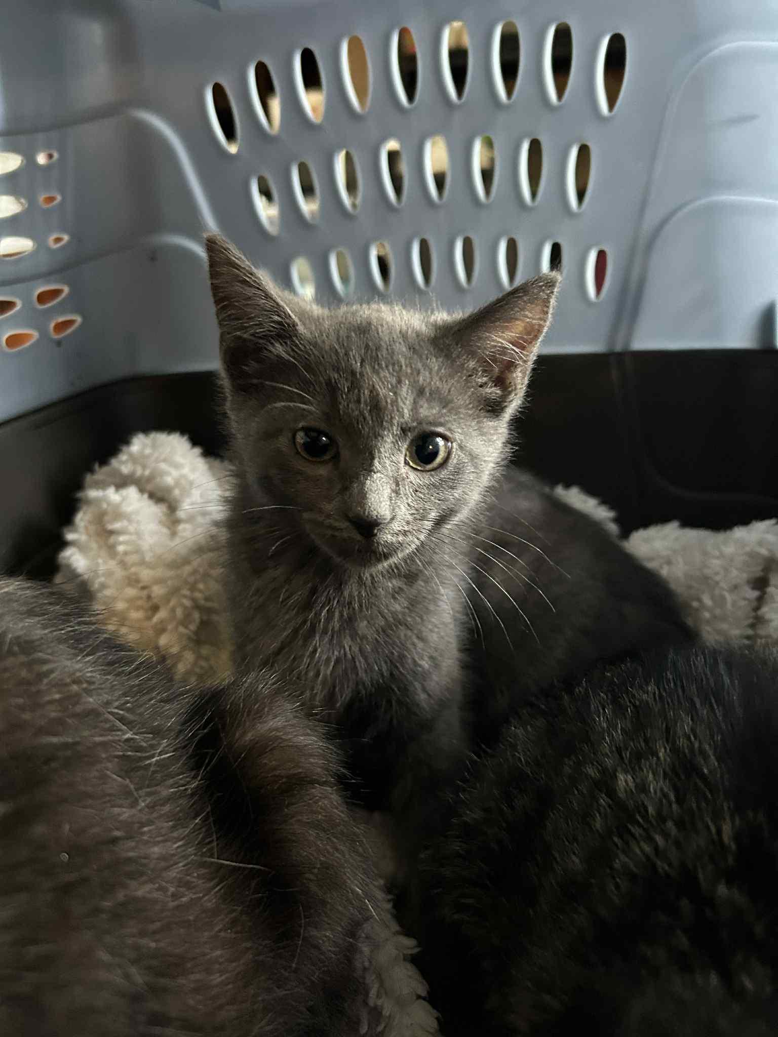 Bluebell, an adoptable Domestic Short Hair in Fredericton, NB, E3B 1K8 | Photo Image 3