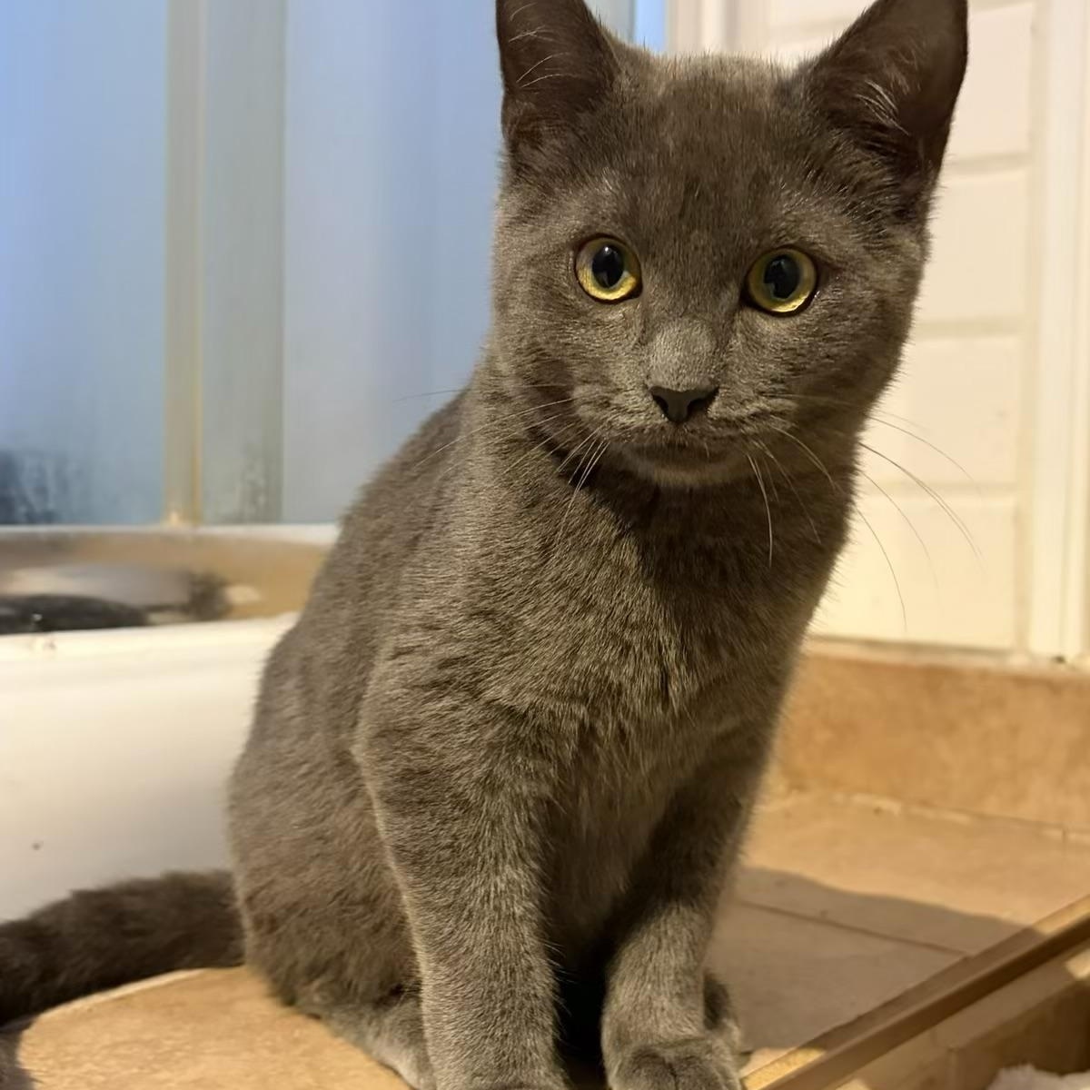 Bluebell, an adoptable Domestic Short Hair in Fredericton, NB, E3B 1K8 | Photo Image 1