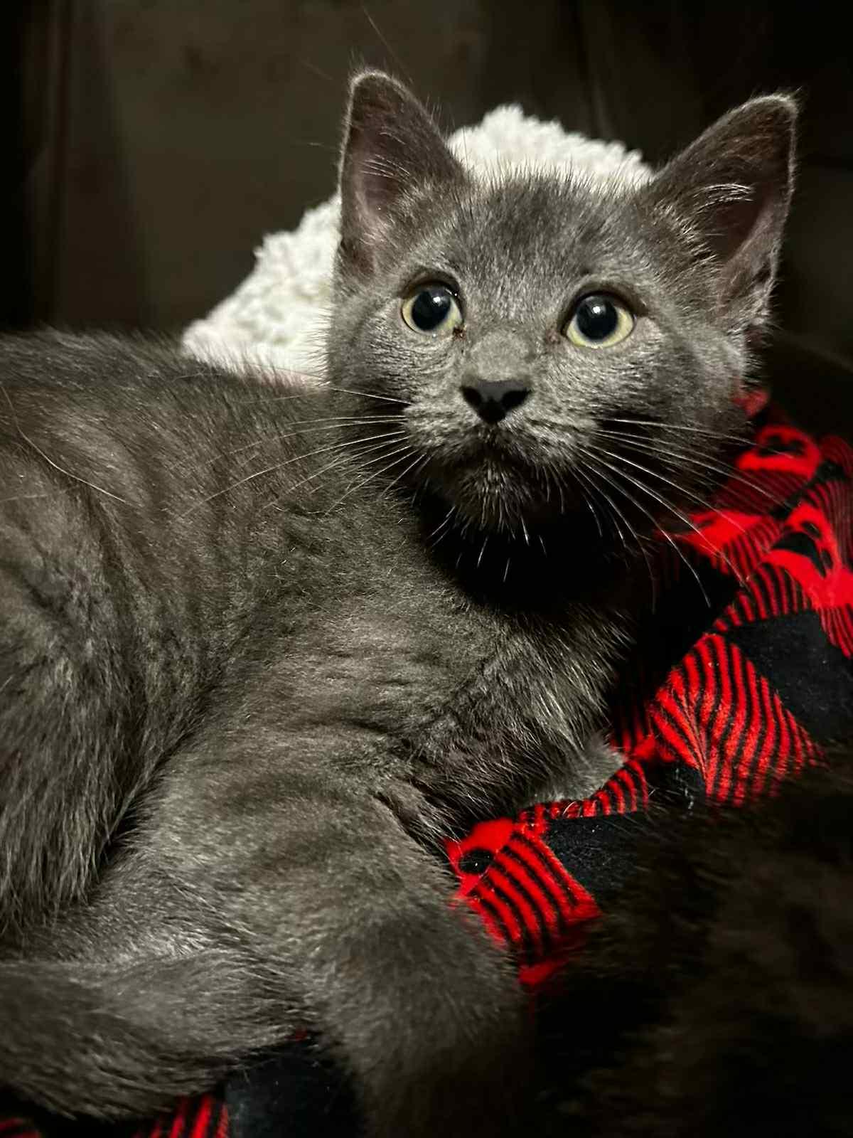 Bluebell, an adoptable Domestic Short Hair in Fredericton, NB, E3B 1K8 | Photo Image 4