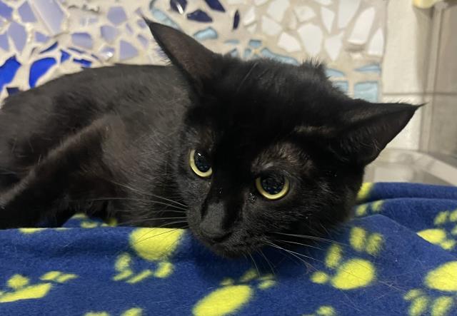 SAM, Adoptable, Young Female Domestic Short Hair.