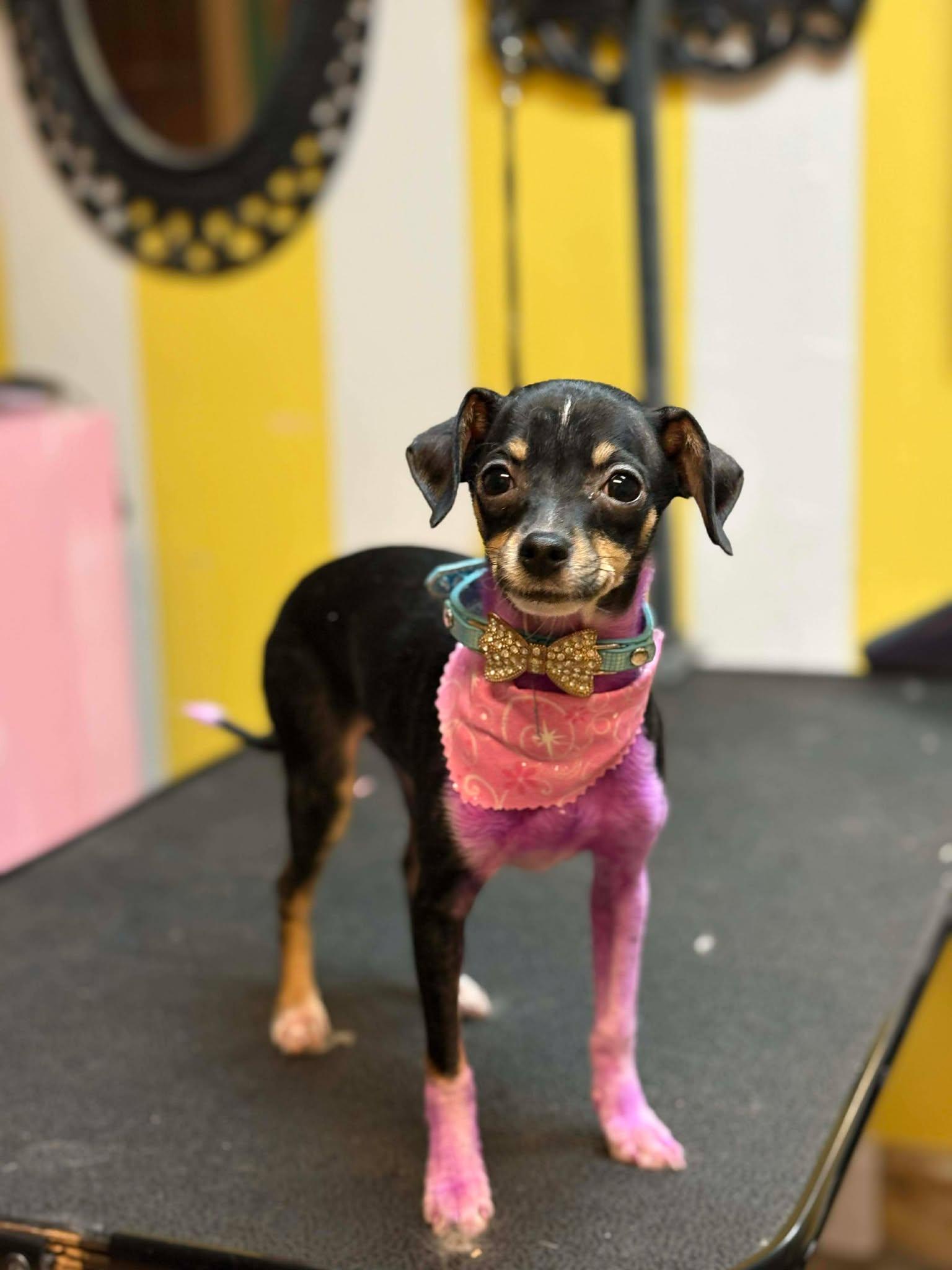 Bindi, Adopted, Puppy Female Chihuahua.