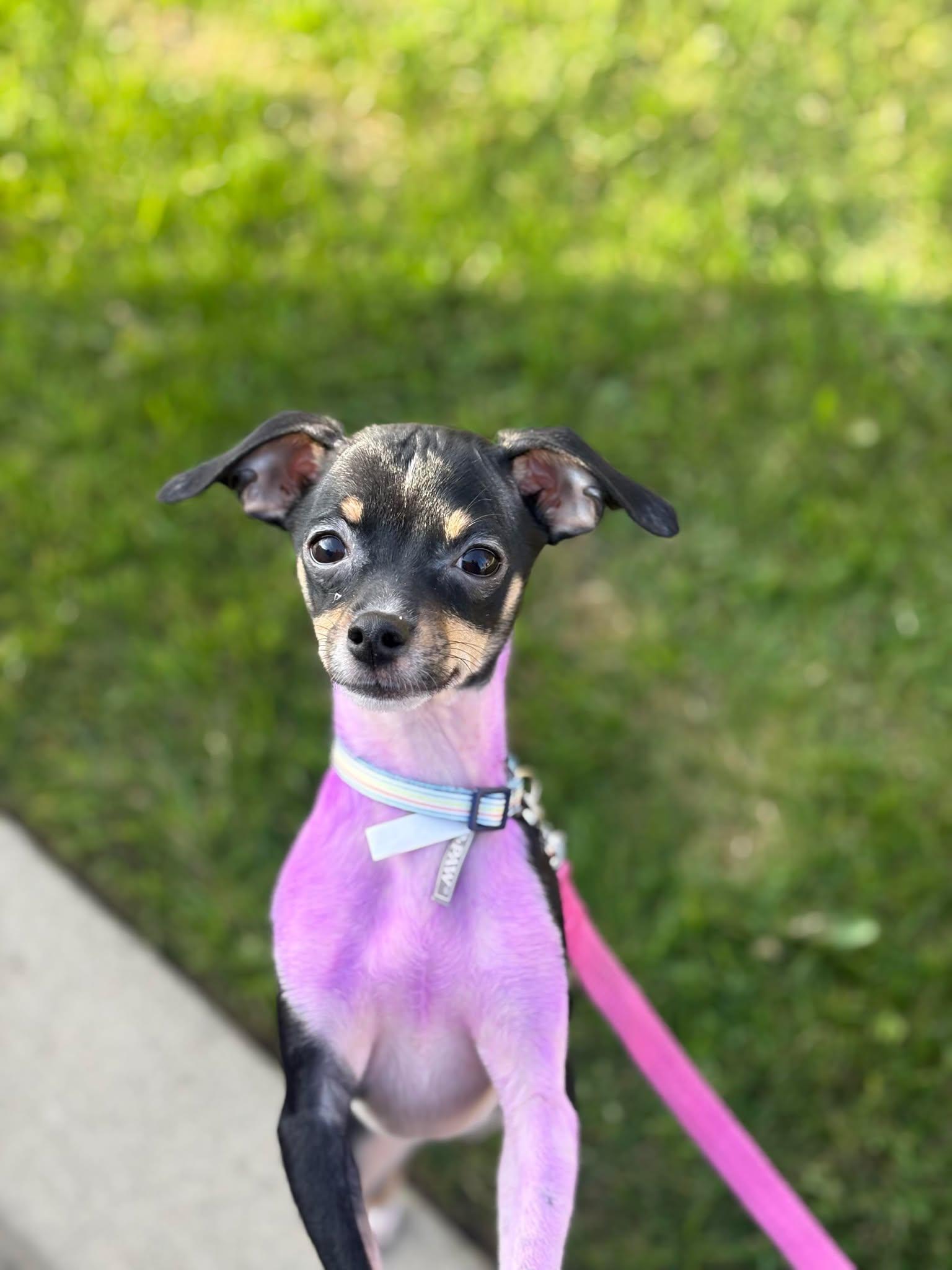 Enlarge Bindi, a Adopted Chihuahua in Visalia, CA image 2/3