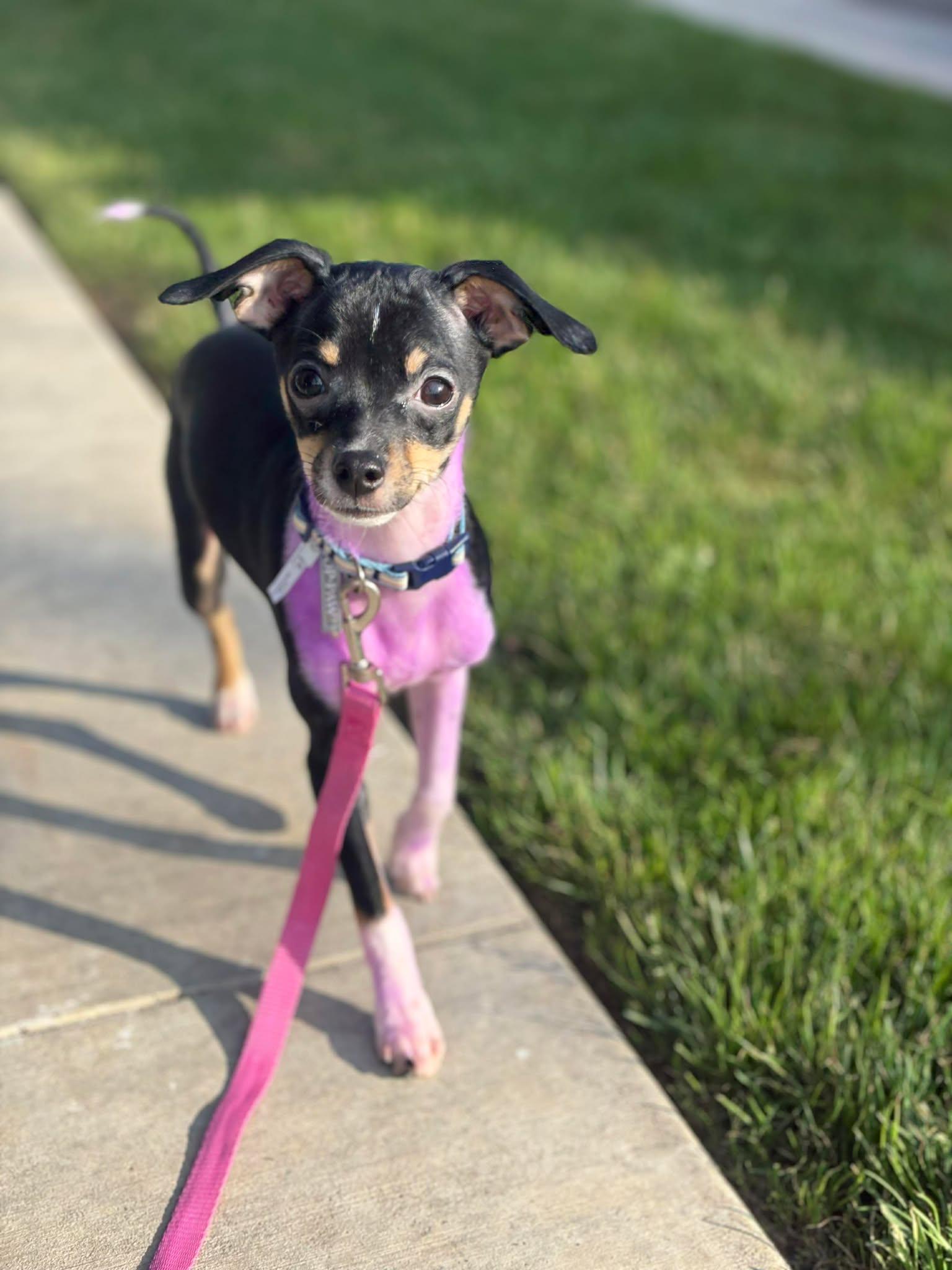 Enlarge Bindi, a Adopted Chihuahua in Visalia, CA image 3/3