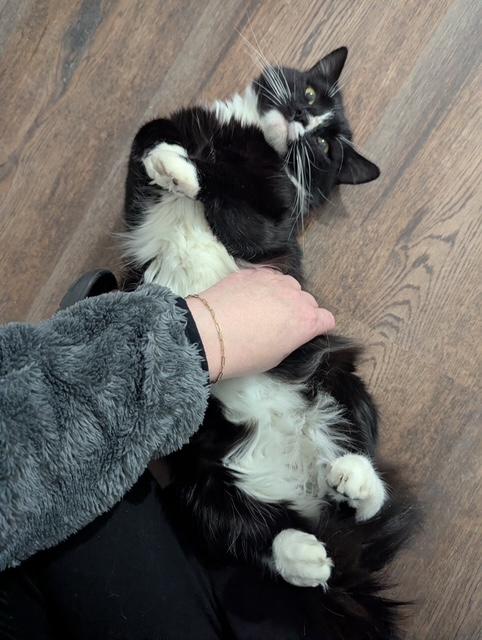 Lex, ADOPTABLE, Young Male Domestic Long Hair.