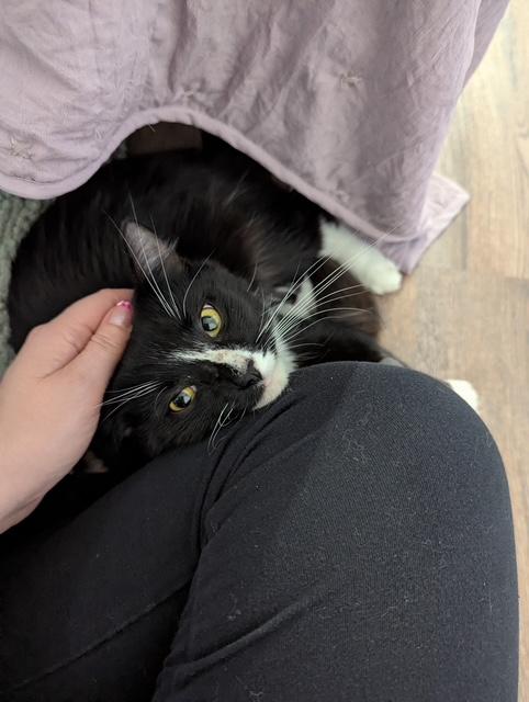 Enlarge Lex, a ADOPTABLE Domestic Long Hair in Washington Grove, MD image 2/5