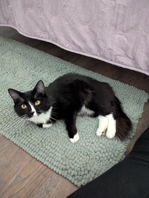 Enlarge Lex, a ADOPTABLE Domestic Long Hair in Washington Grove, MD image 3/5