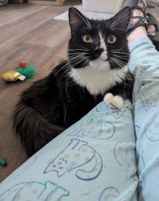 Enlarge Lex, a ADOPTABLE Domestic Long Hair in Washington Grove, MD image 4/5