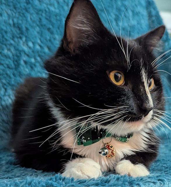 Lex, adopted, Young Male Domestic Long Hair.