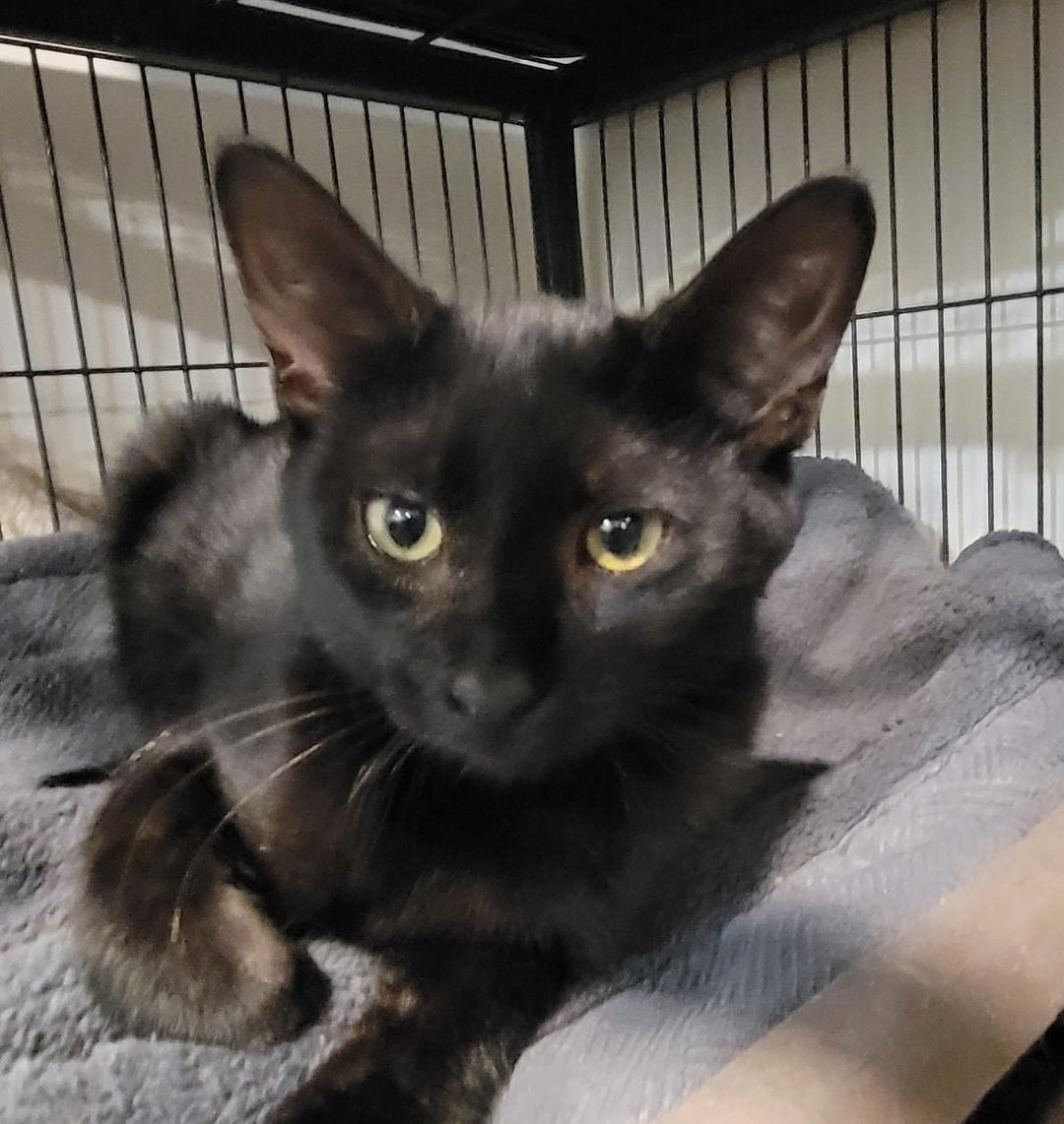 Bo, Adoptable, Kitten Female Domestic Short Hair.