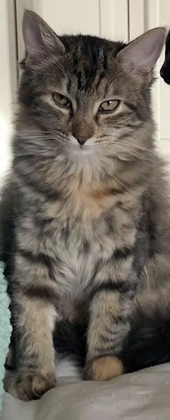 Stella, a ADOPTABLE Domestic Medium Hair in Grand Prairie, TX image 1/3