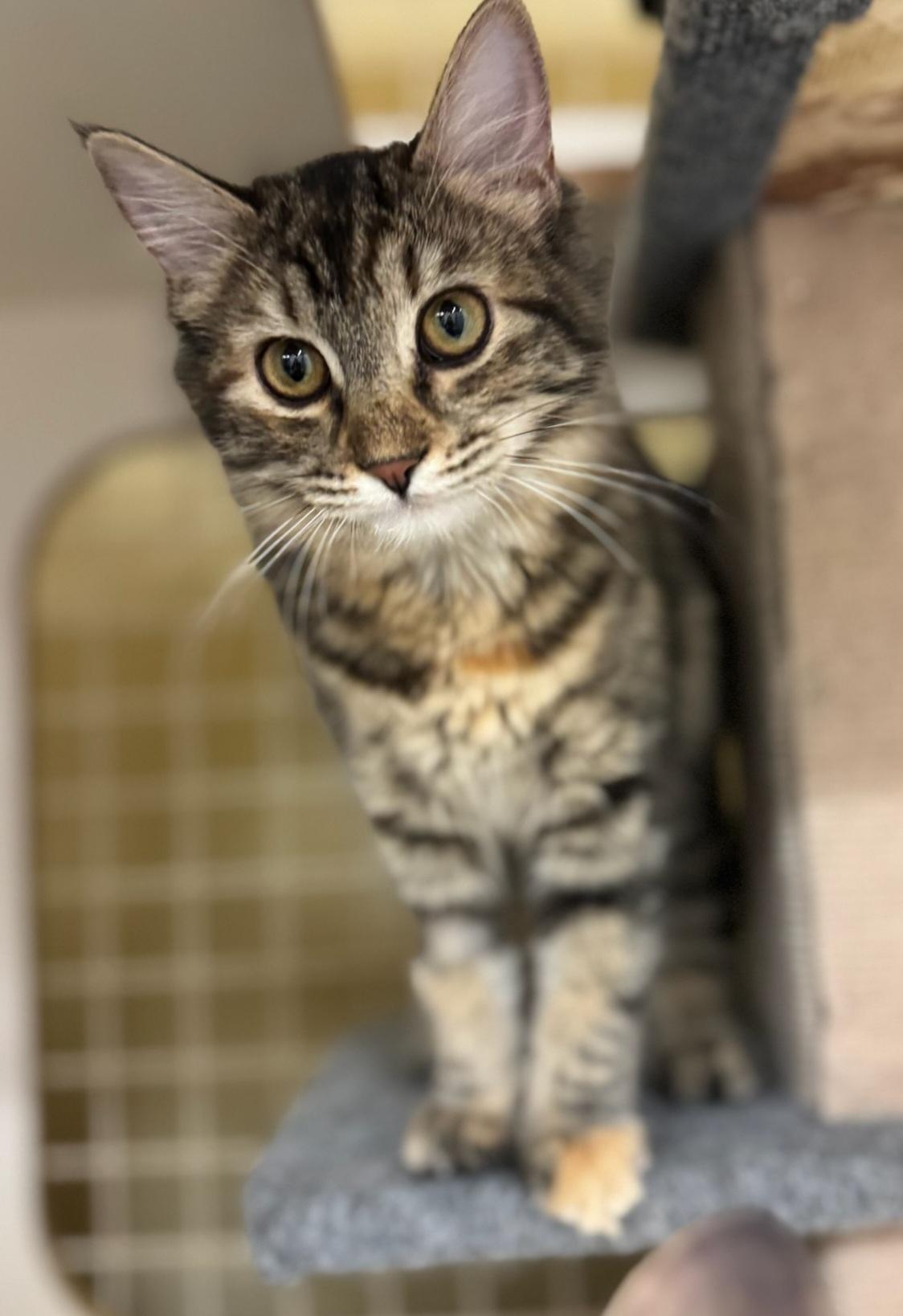 Stella, ADOPTABLE, Young Female Domestic Medium Hair.