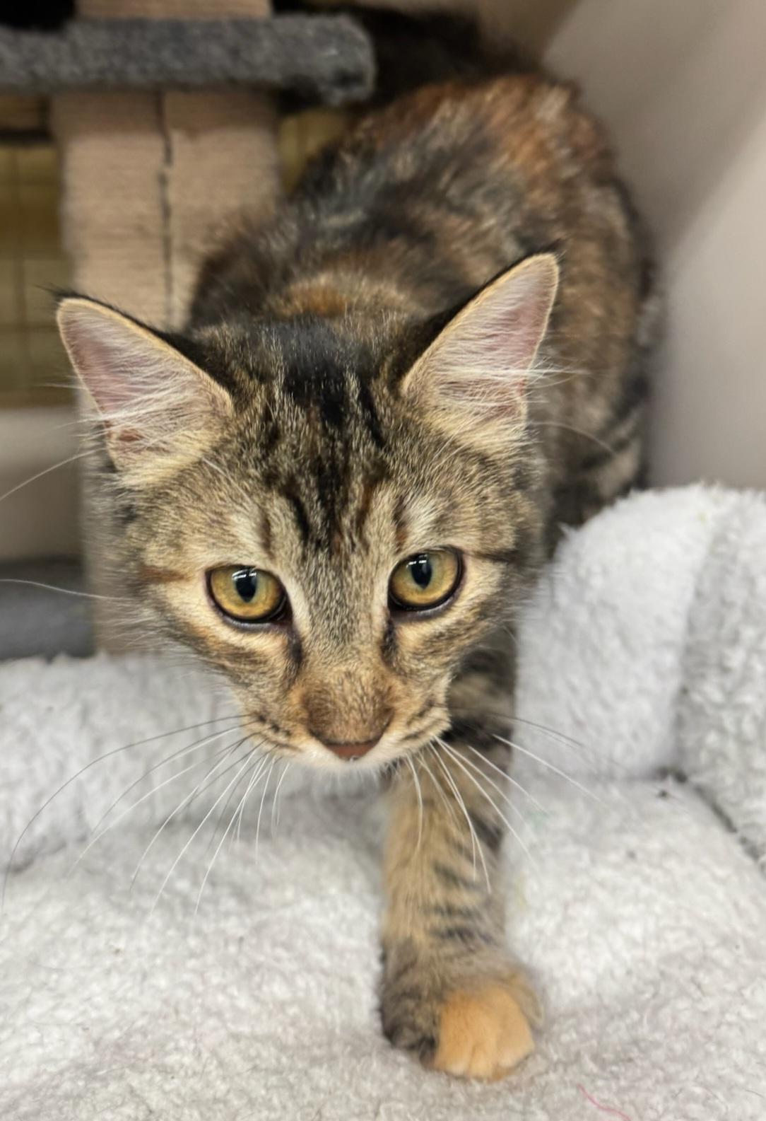 Enlarge Stella, a ADOPTABLE Domestic Medium Hair in Fort Worth, TX image 2/3